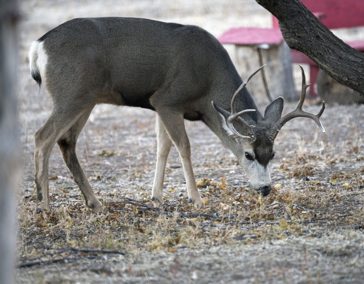 Don’t feed deer, turkeys or other wildlife due to health, safety